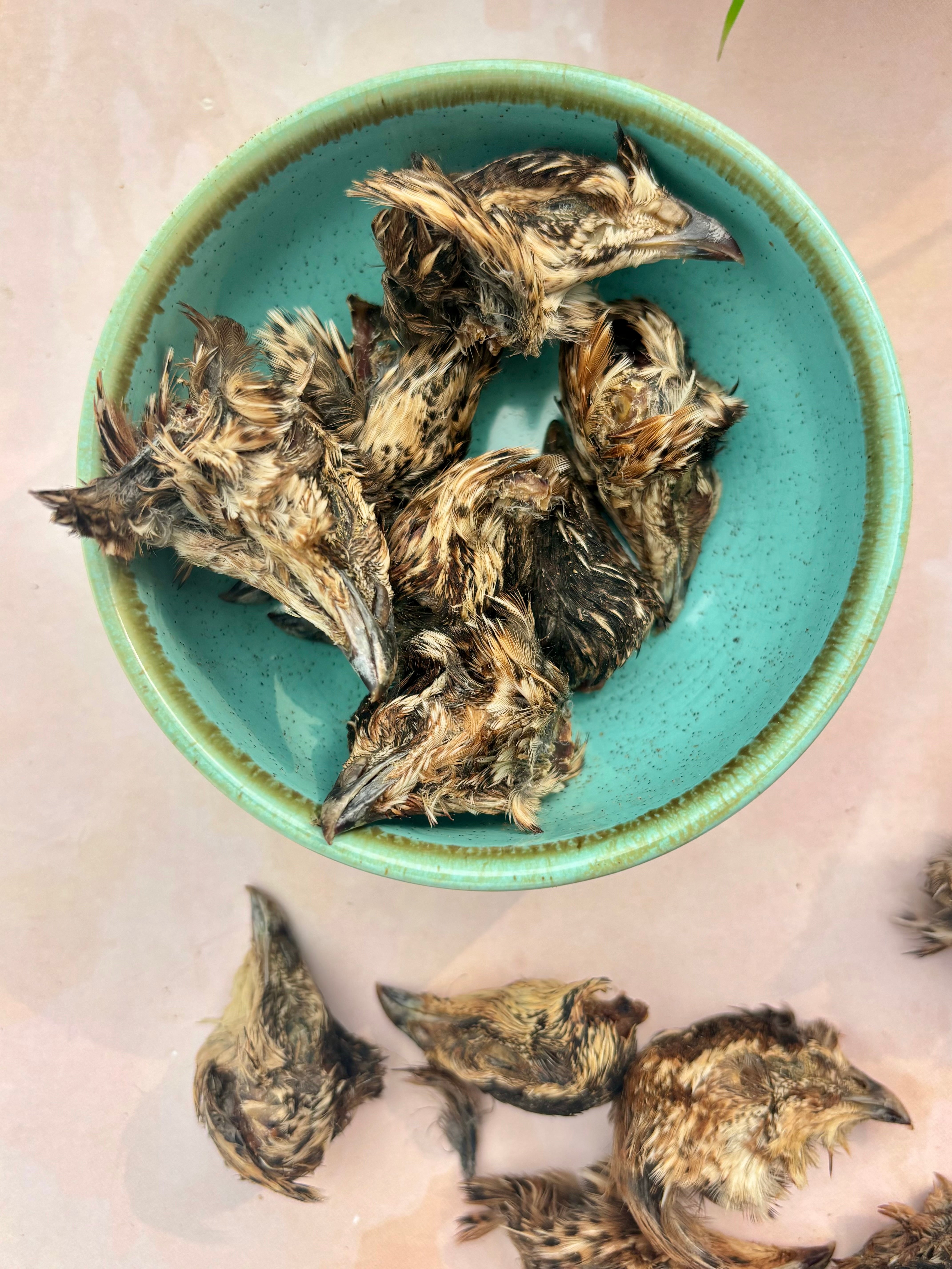 Quail Crunchy Heads