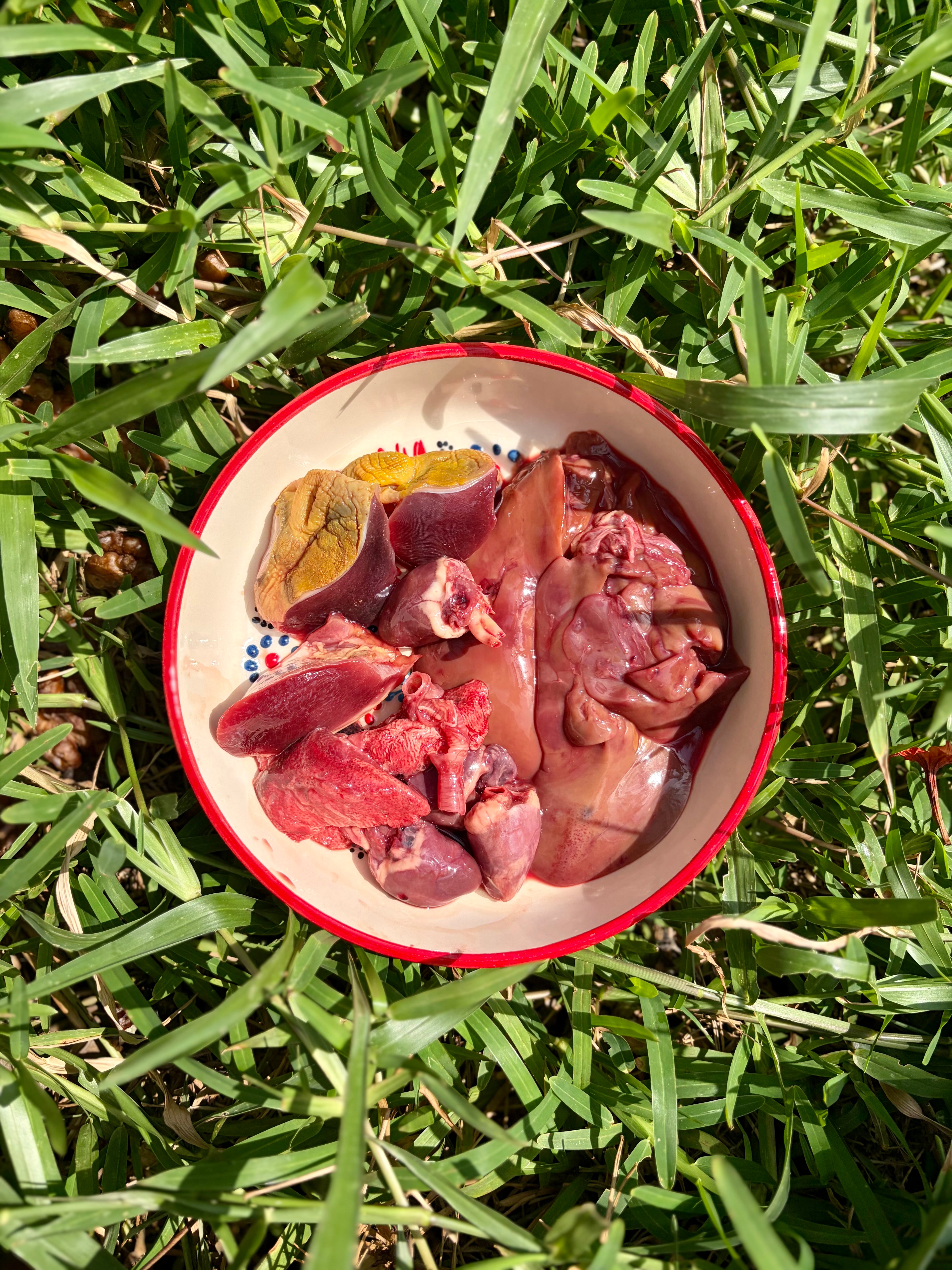 Duck Organs (Variety)