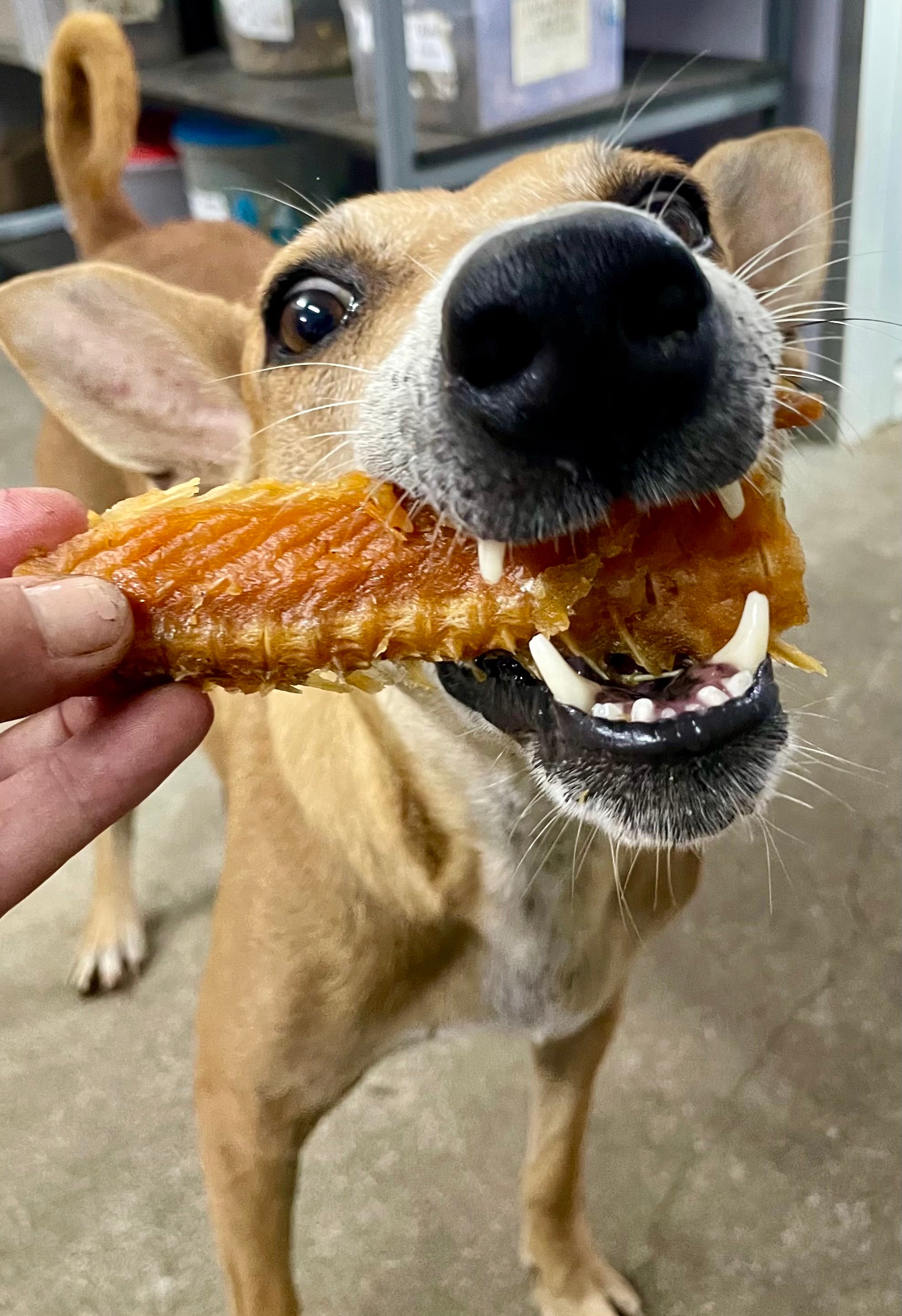 Norwegian Salmon Cartilage