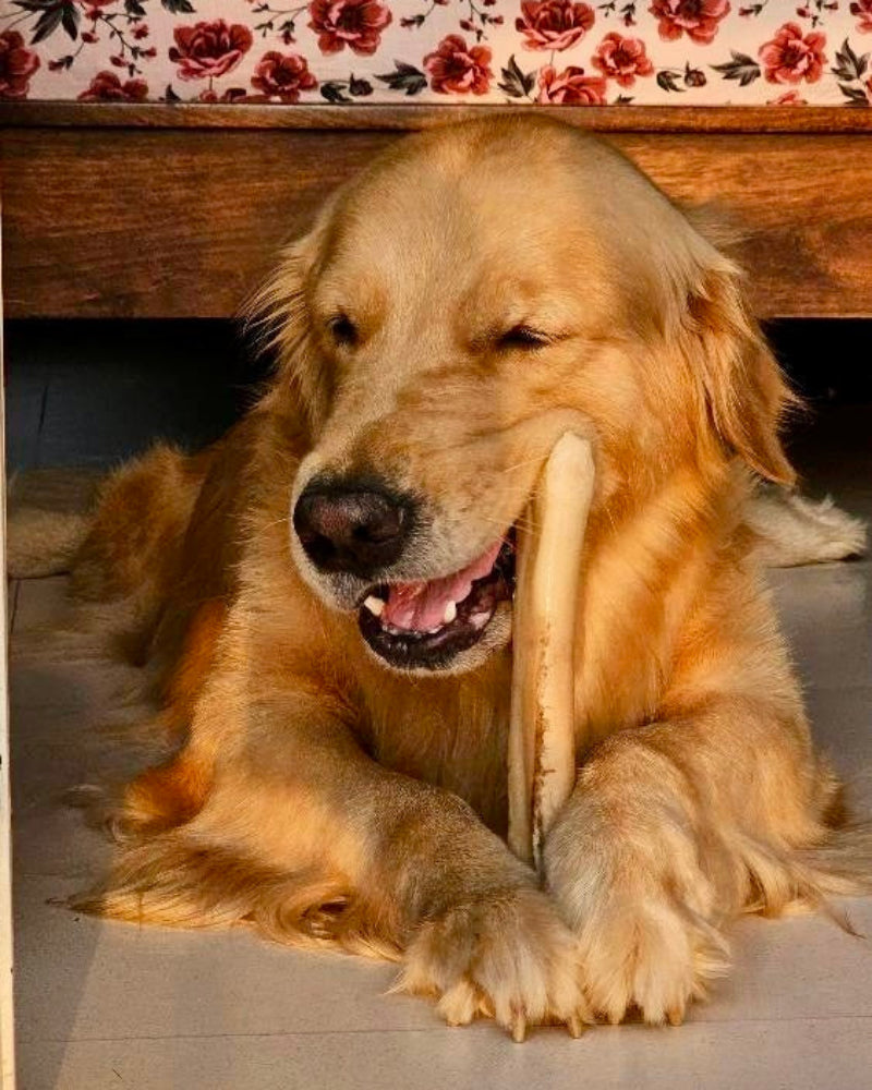 Lamb Shank - Goat Chewbone