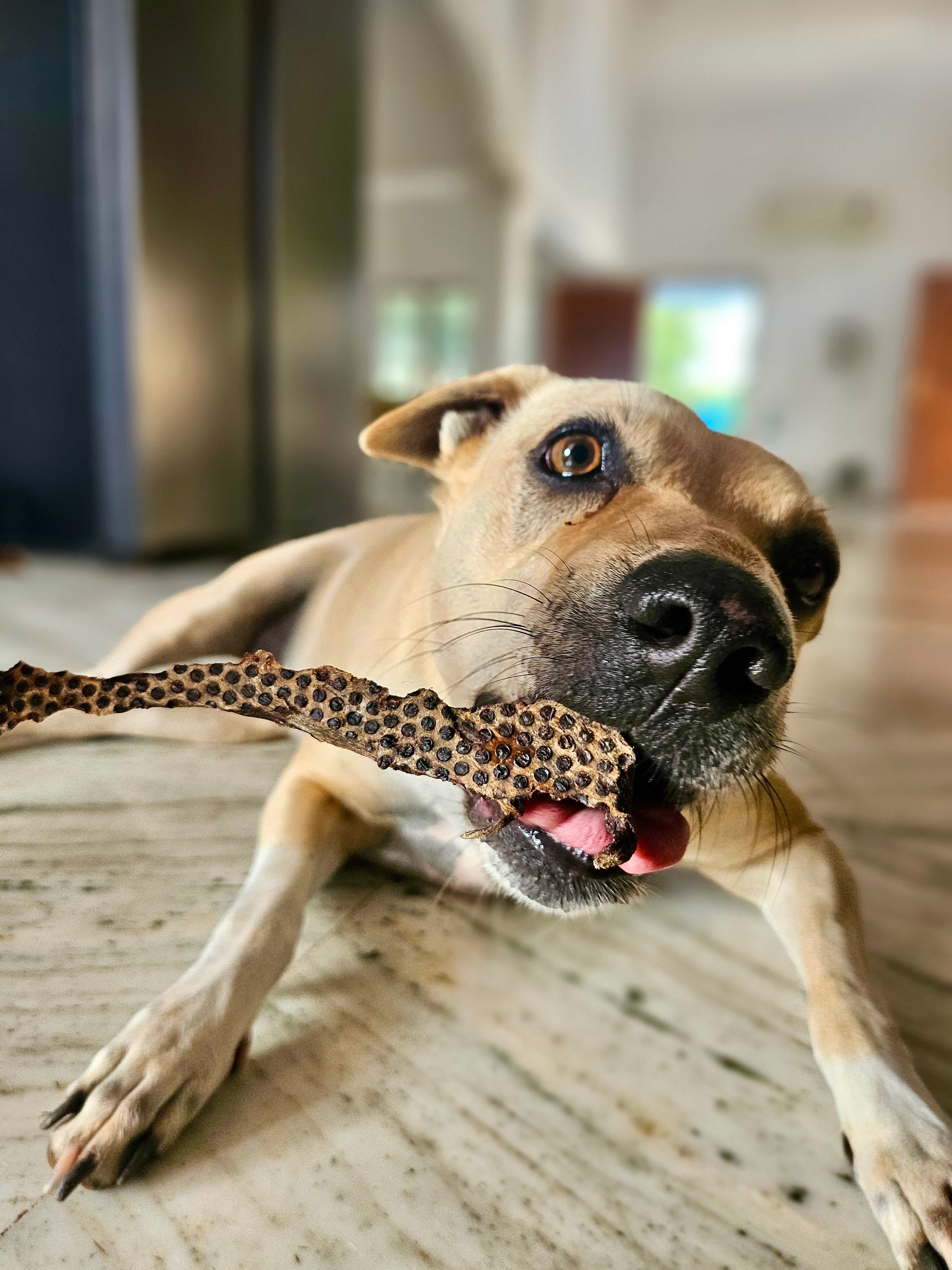 Buffalo Jerky Strips