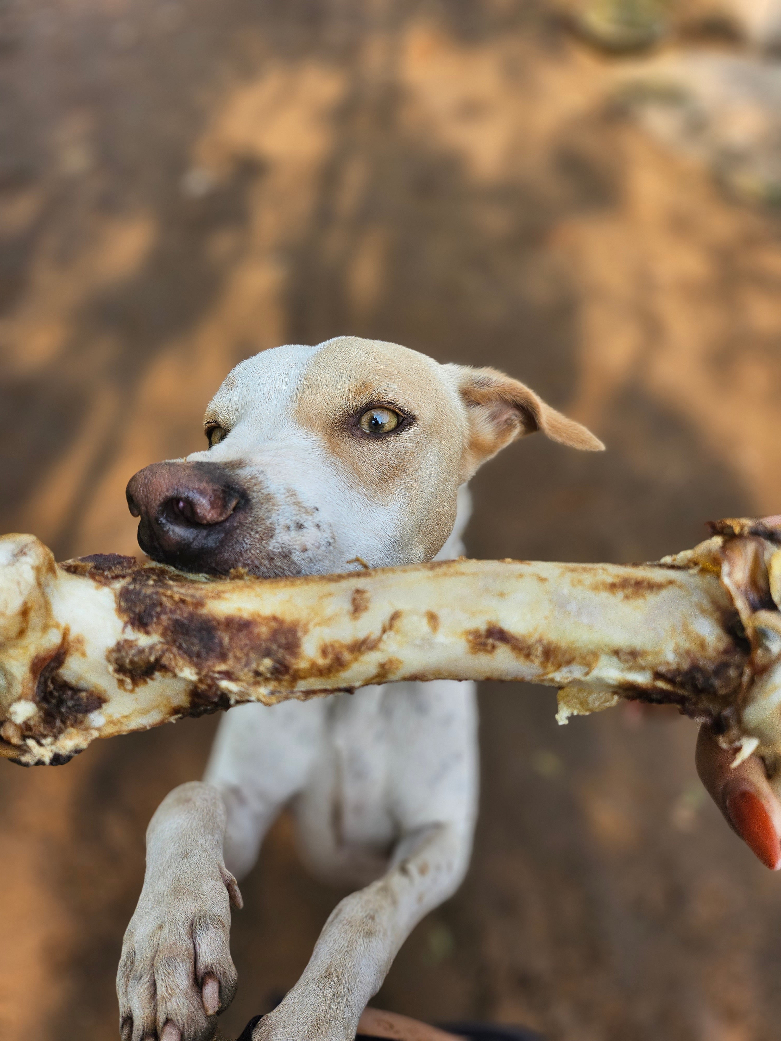 Pork Chewbone Variety