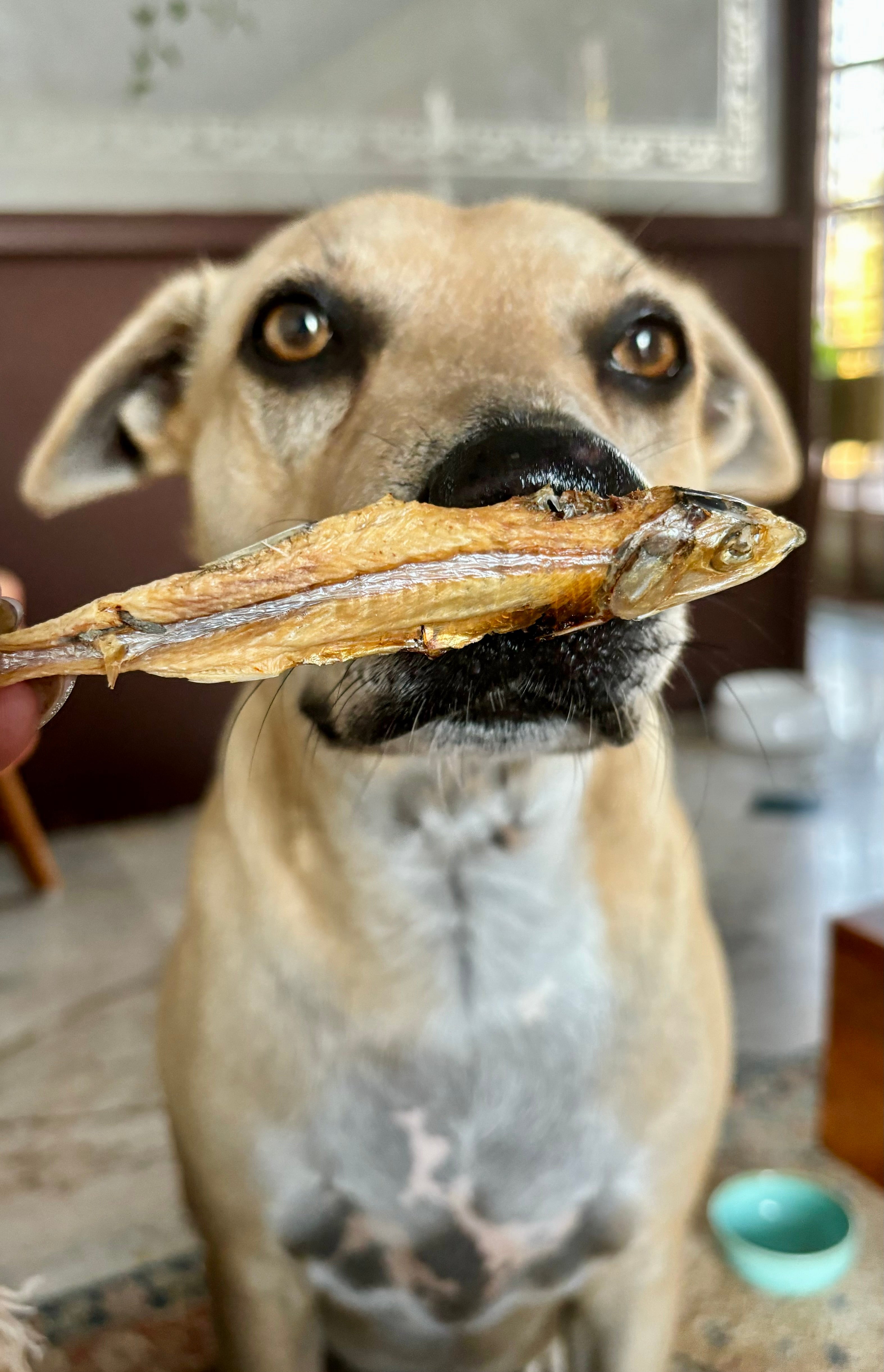 Whole Anchovy