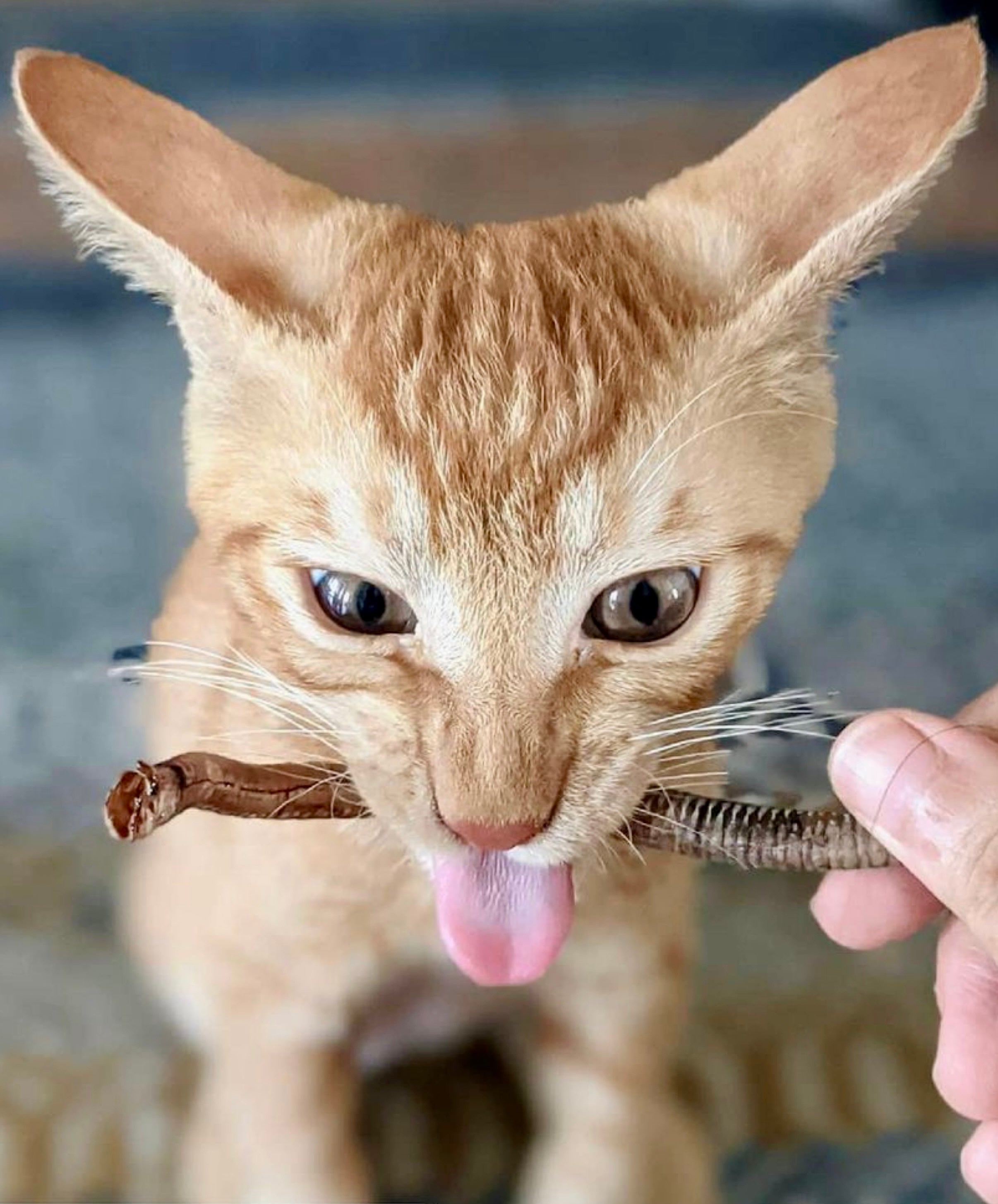 Mini Tracheas - Turkey & Duck Mix