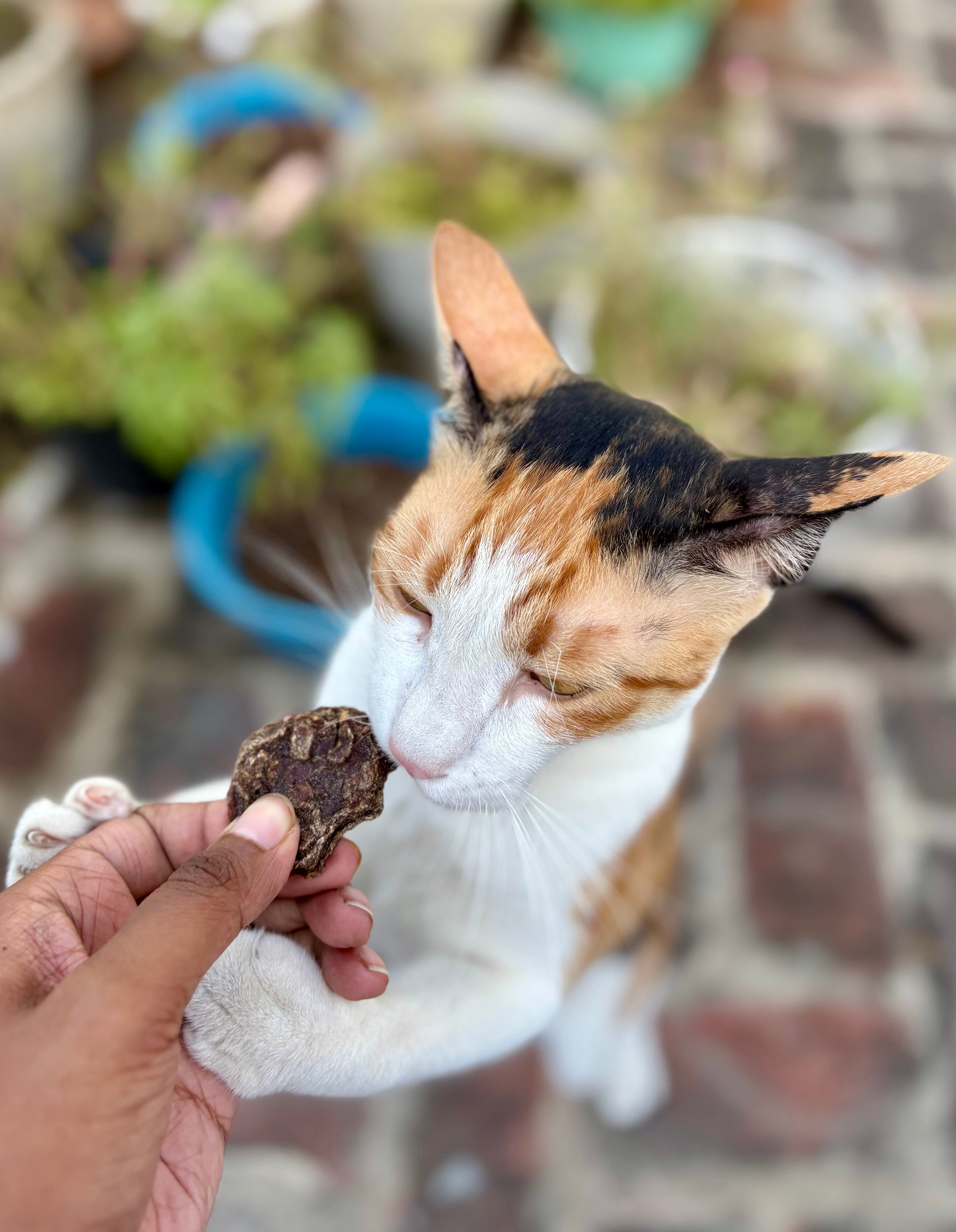 Buffalo Cookies - SPECIAL