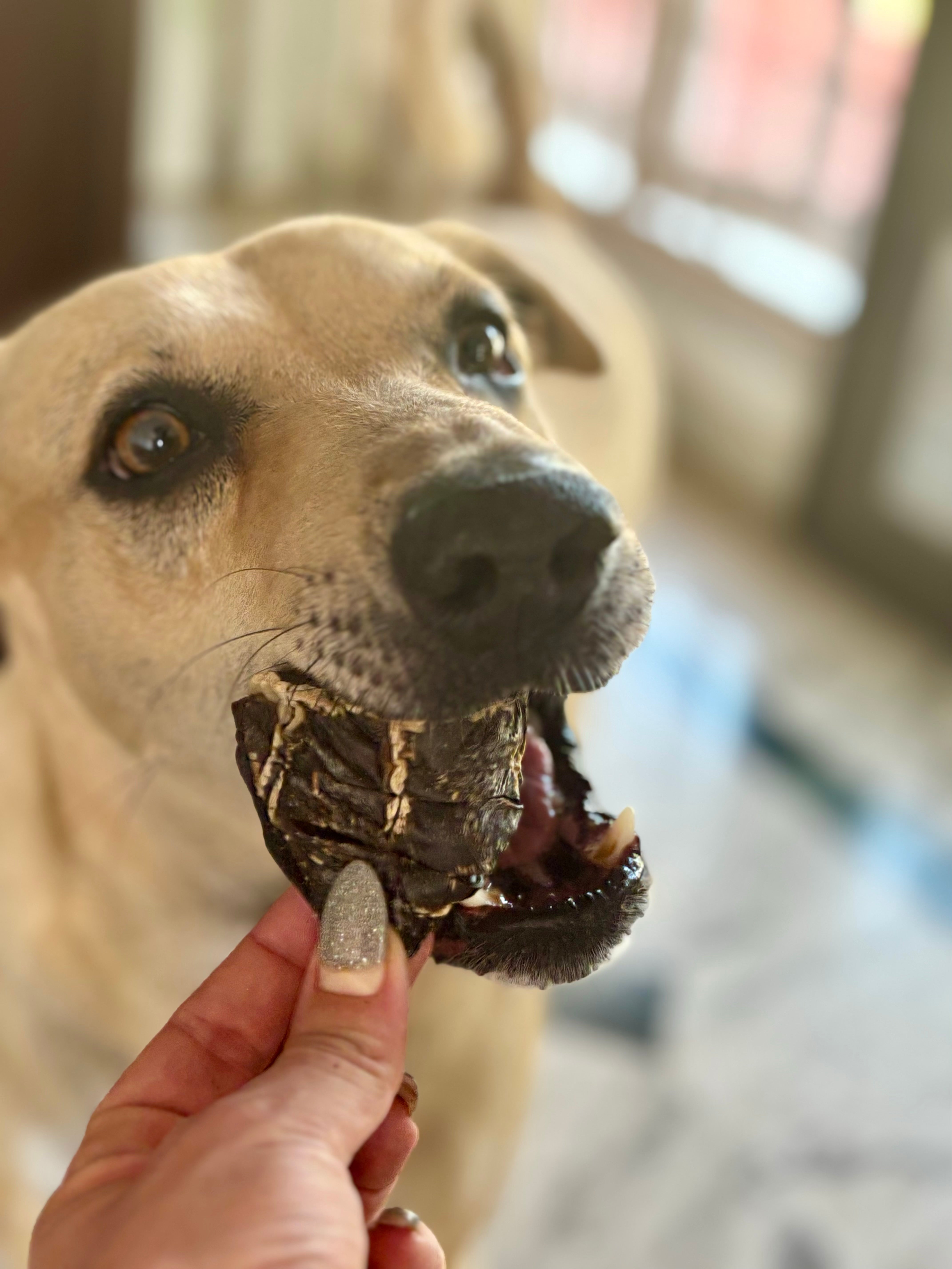 Goat Hearts & Kidneys