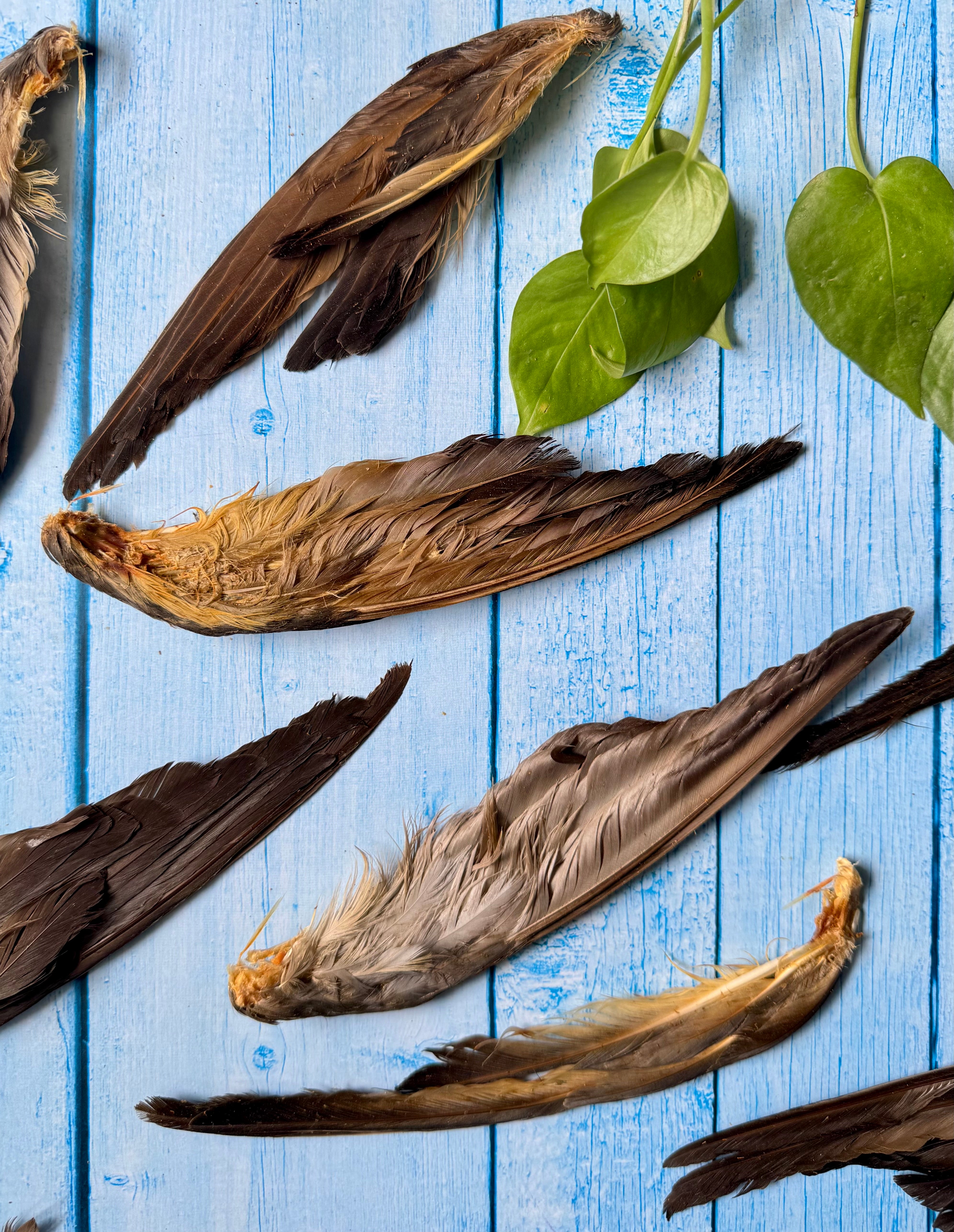 Squab Pigeon Wingtips - SPECIAL