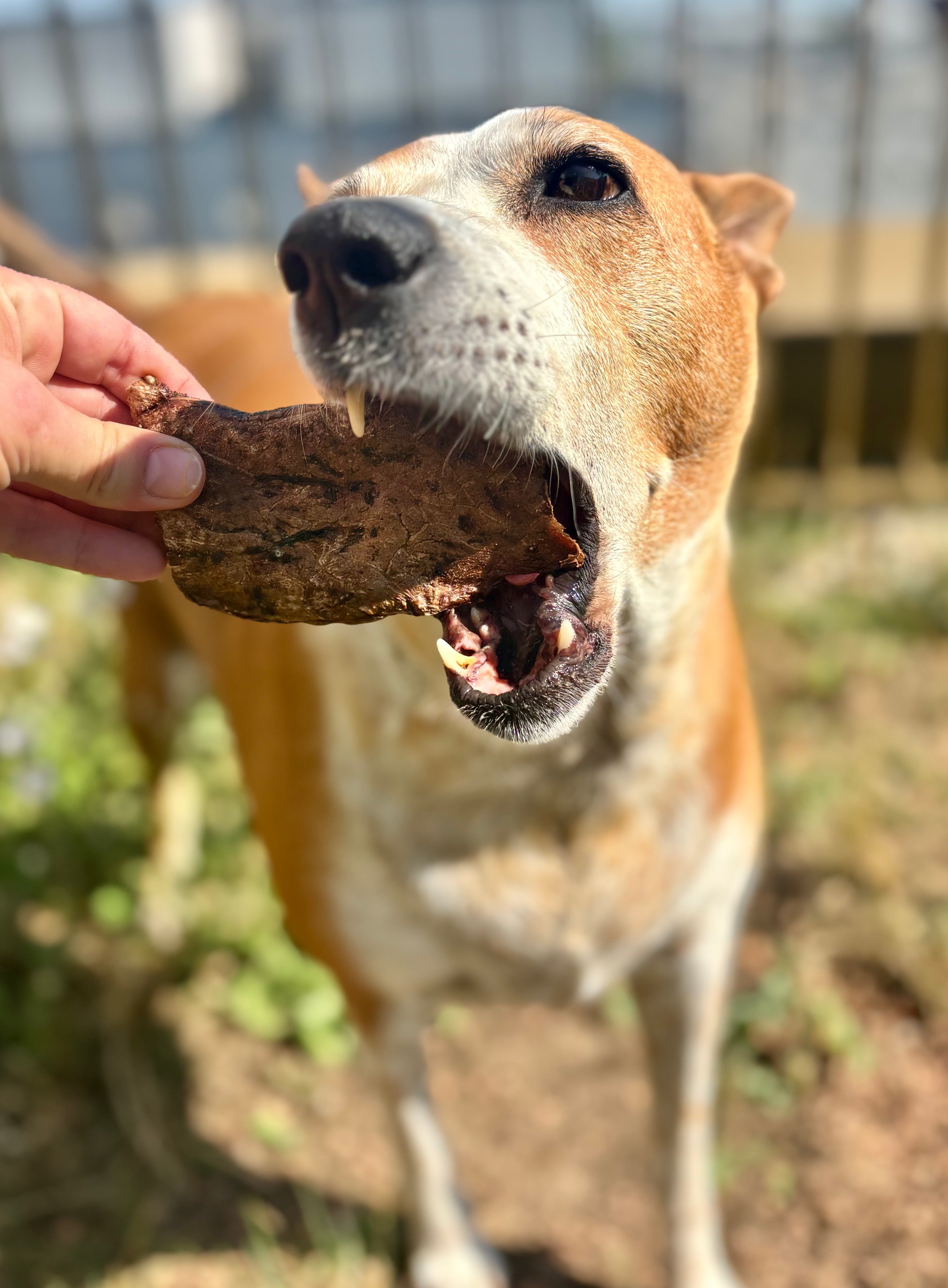 Beef Lung Pops - SPECIAL