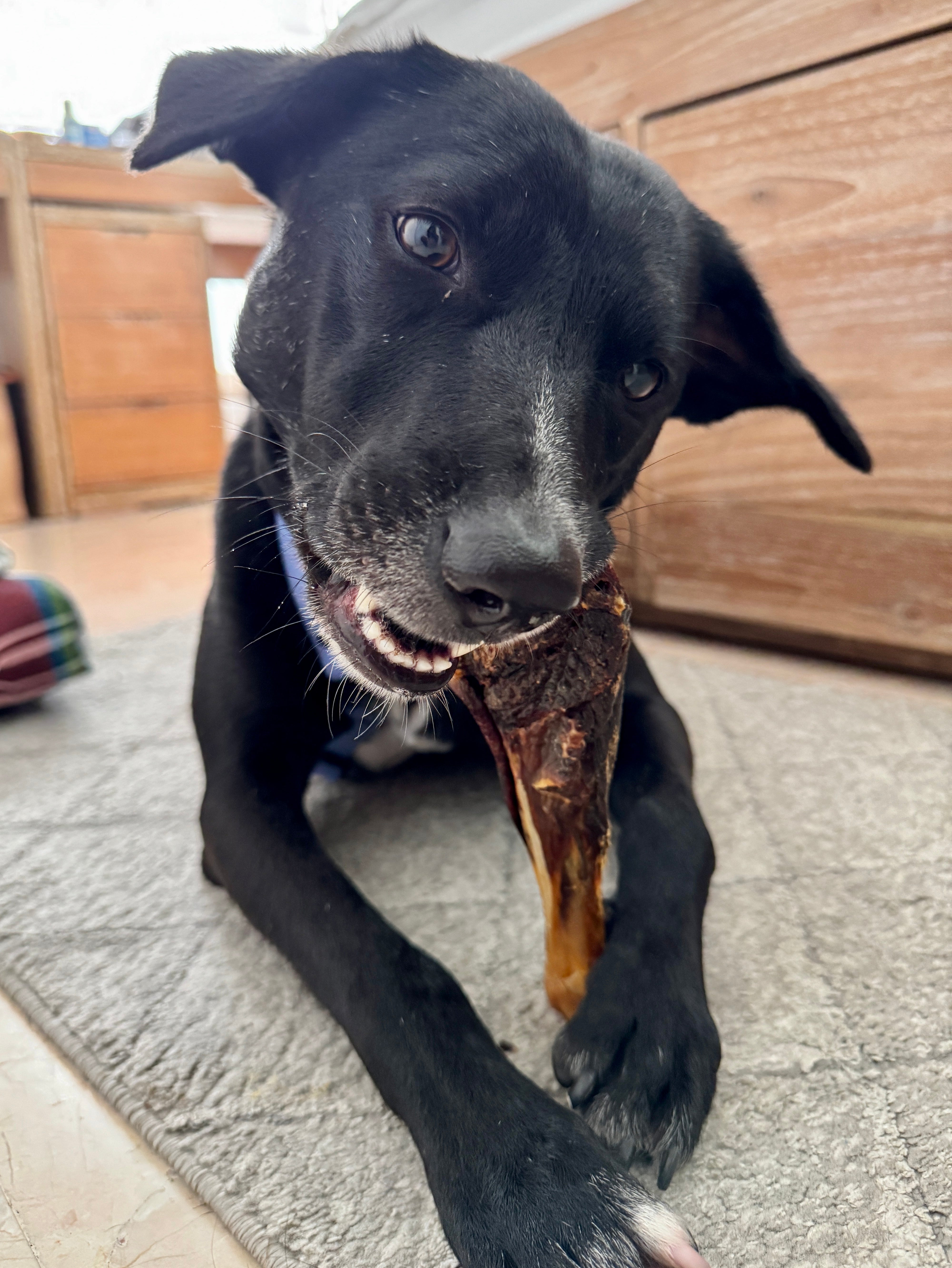 Turkey Thigh Chew / Drumstick