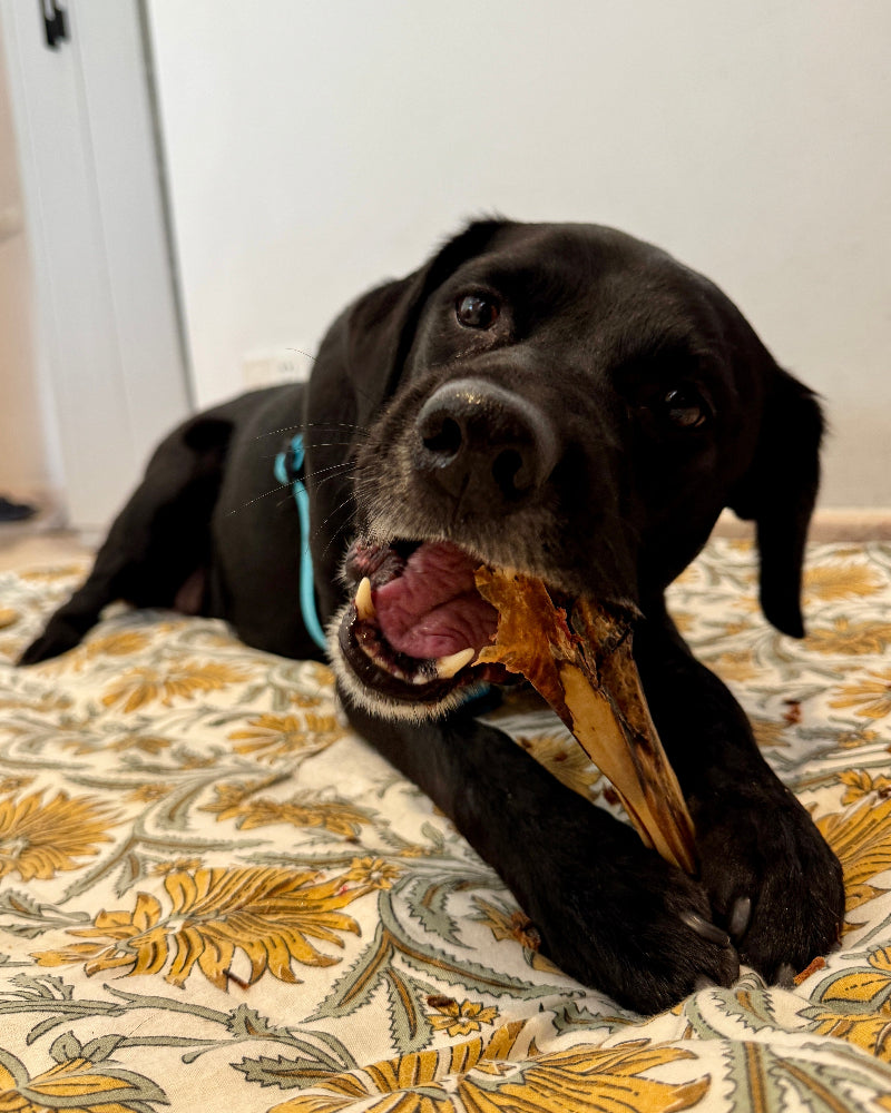 Lamb Shank - Goat Chewbone