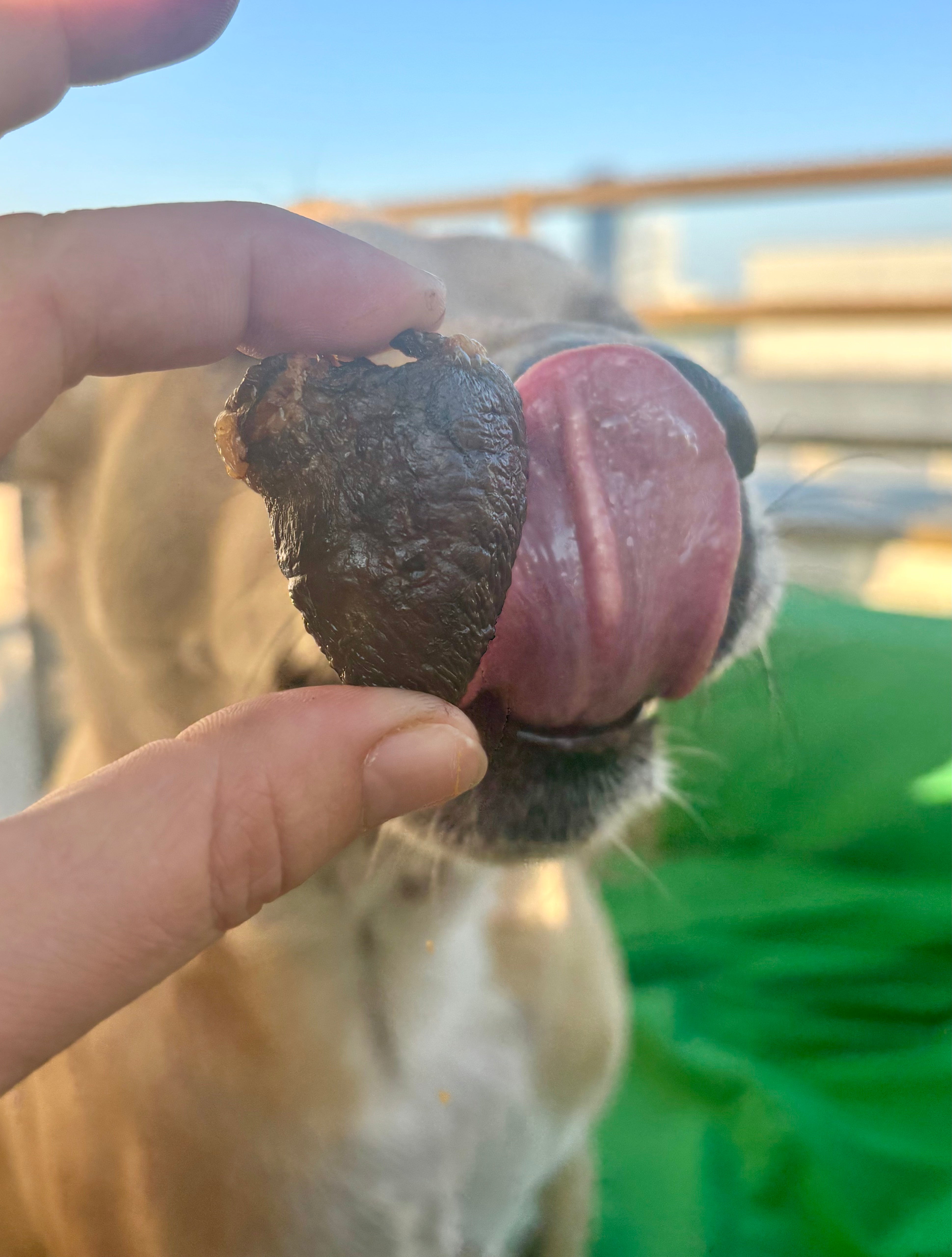 Turkey Lung & Heart