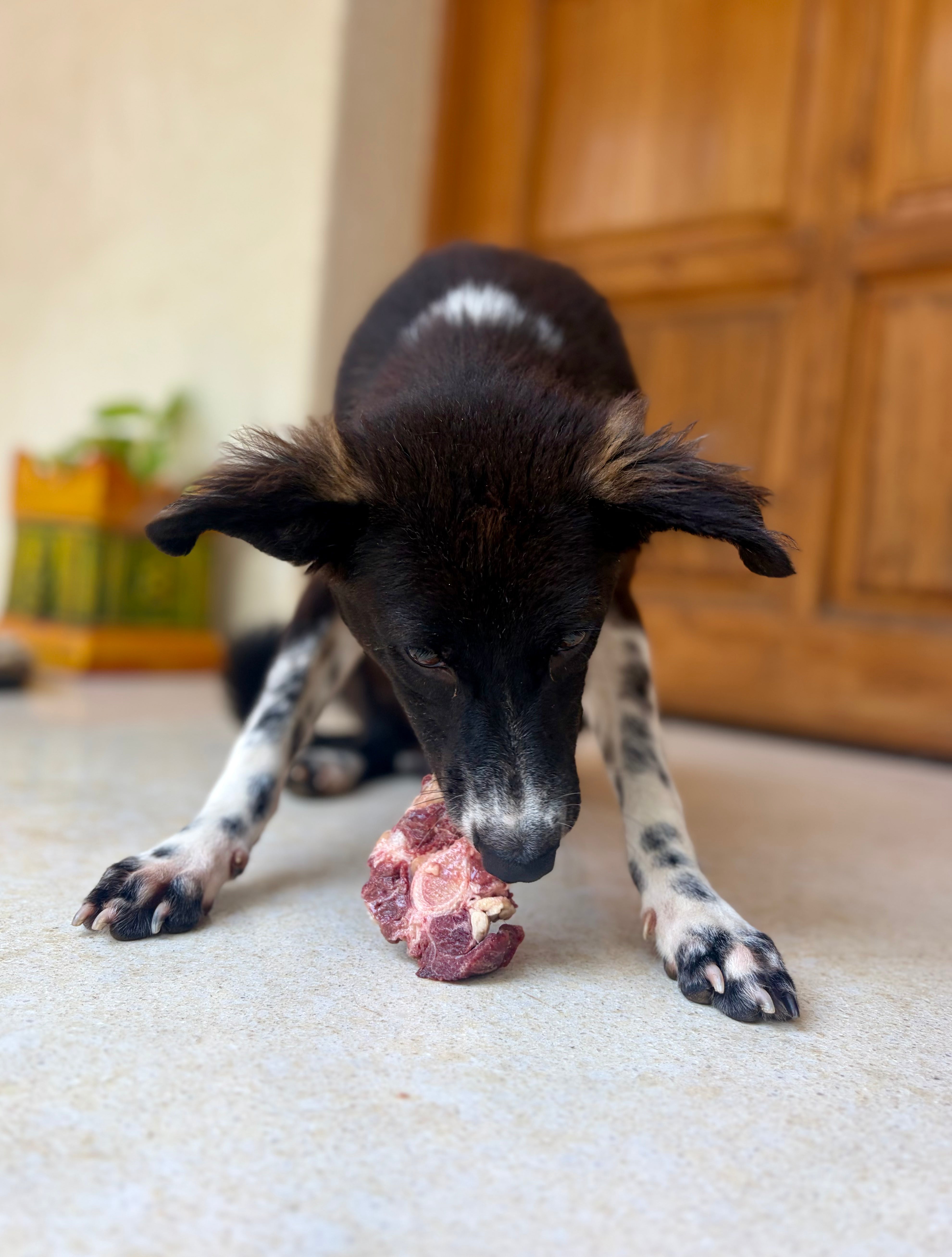 Beef Bones