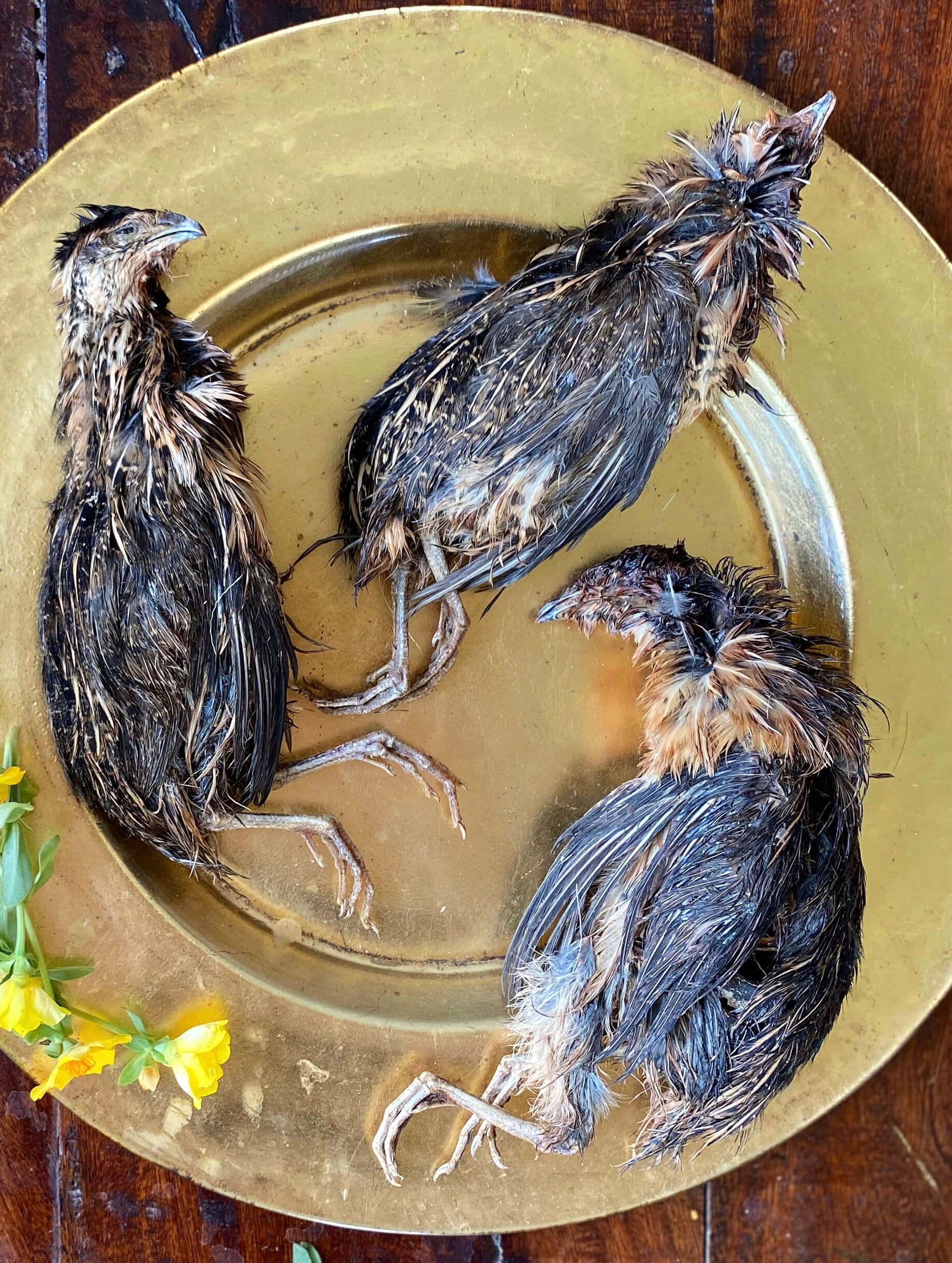 Quail Whole with feathers & head - SPECIAL