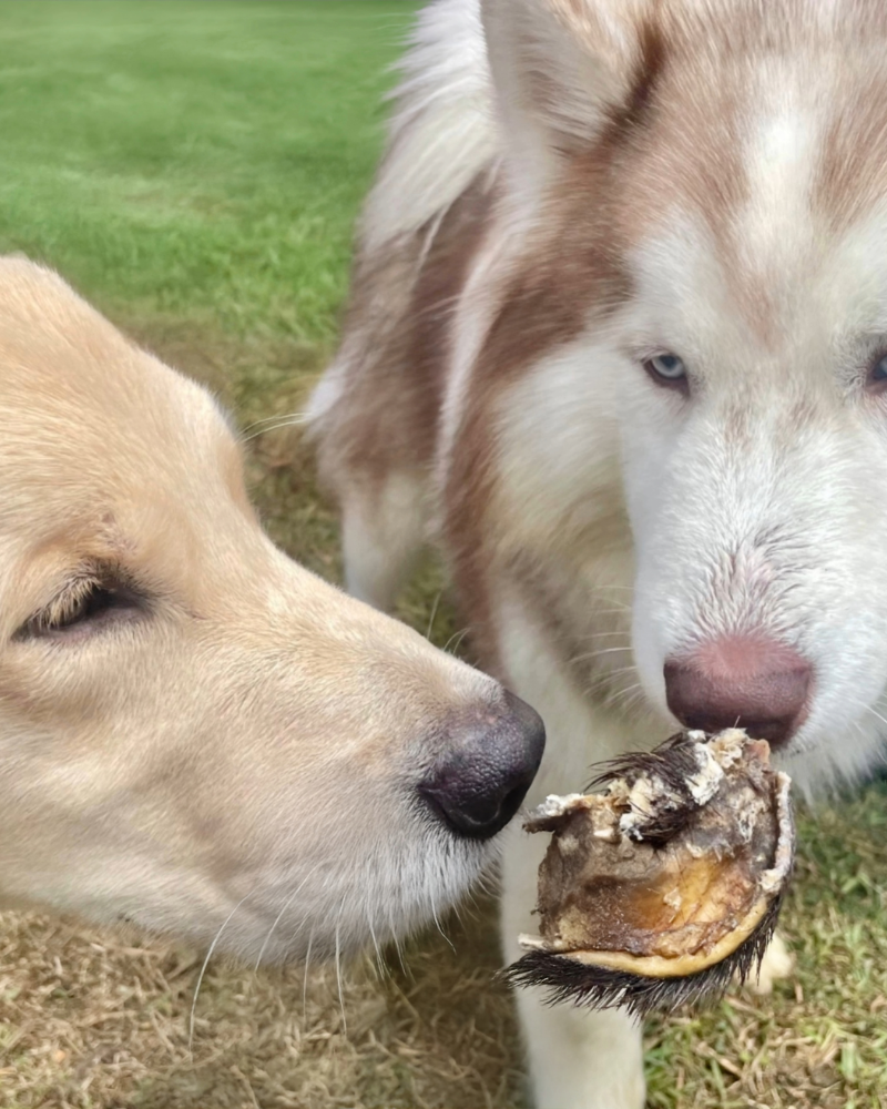Joint Support Box for Dogs