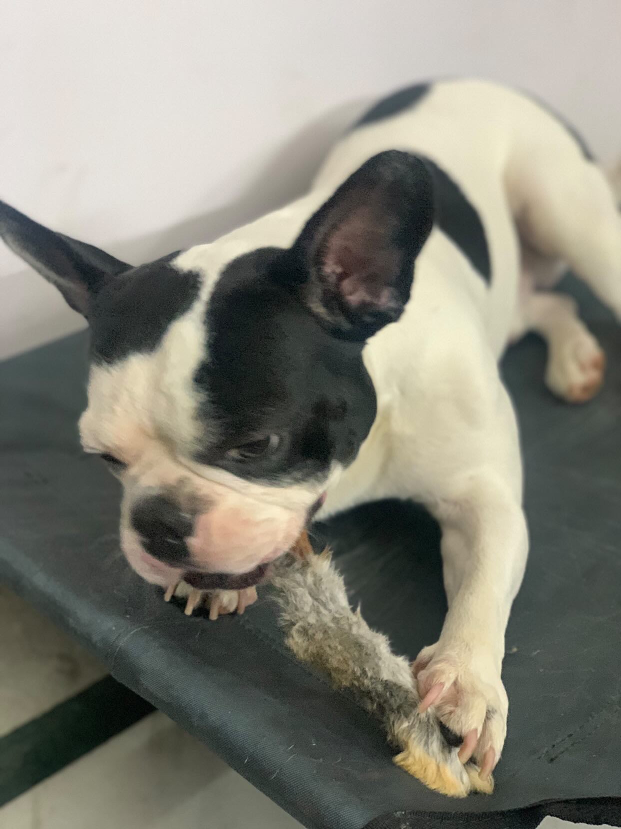 Rabbit Paw Pack - detoxing Chew