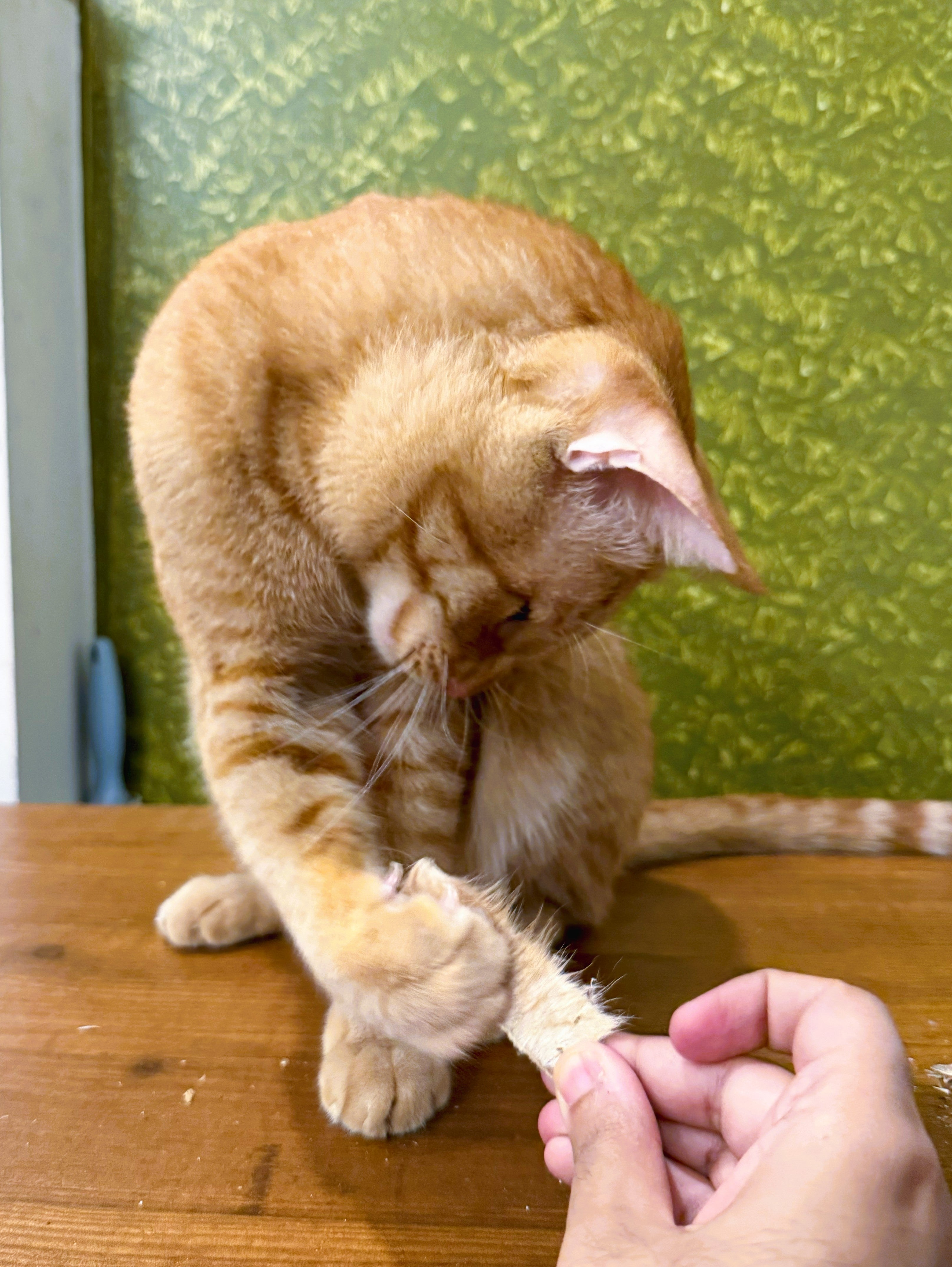 Play & Chew Assortments for Cats