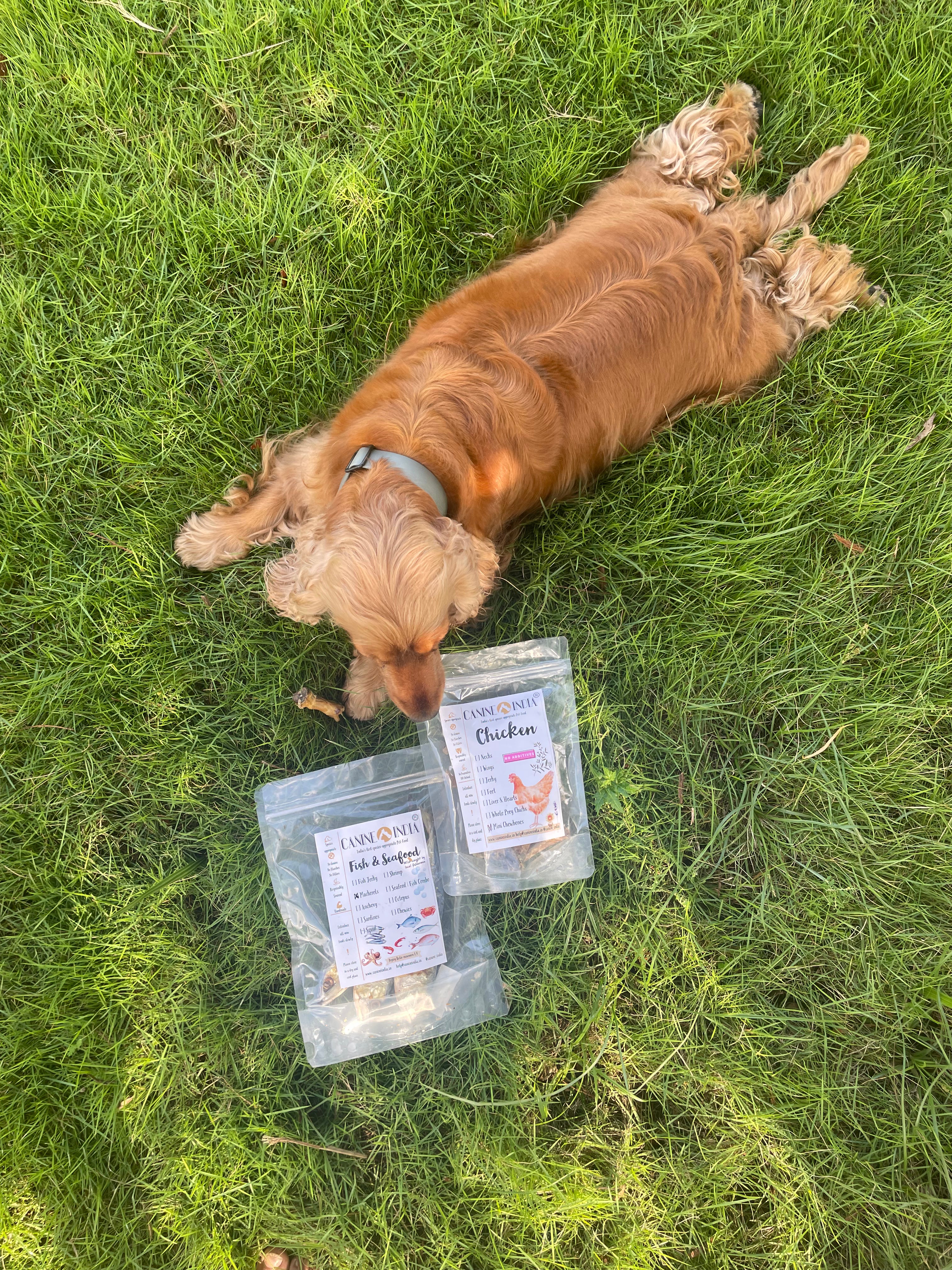 Skin & Coat Glow Up Box for Dogs