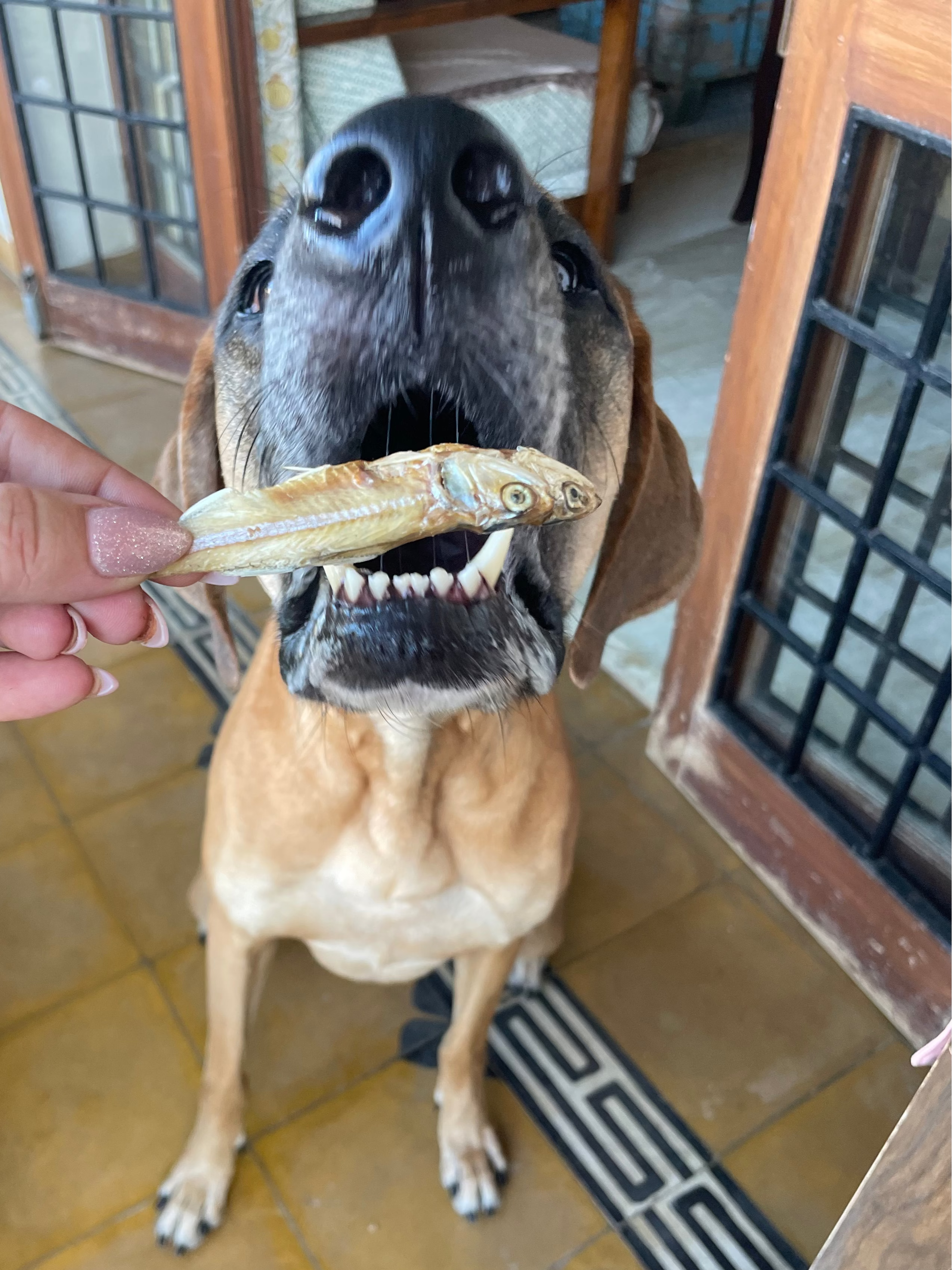Treat Assortment for Dogs