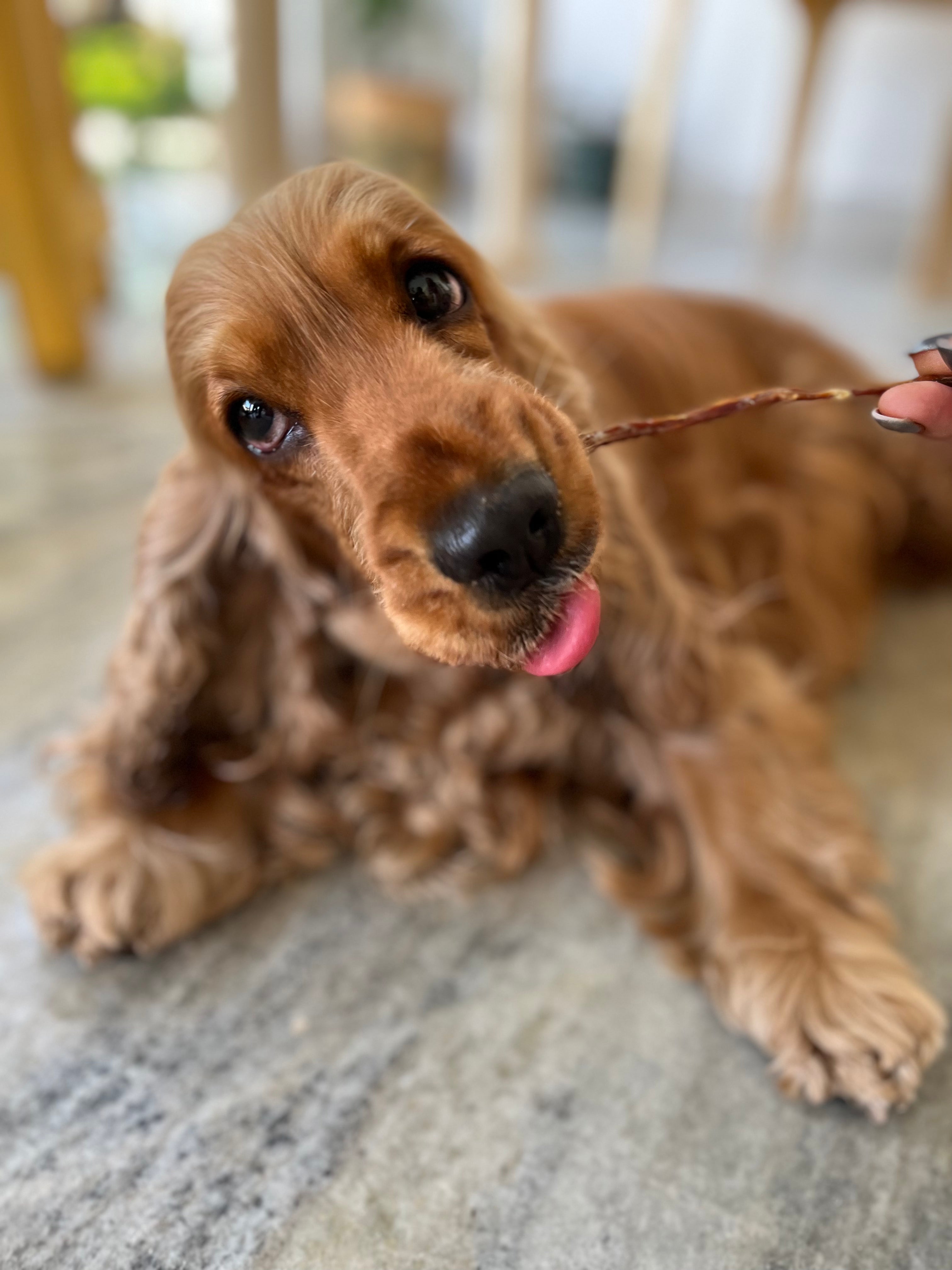 Treat Assortment for Dogs