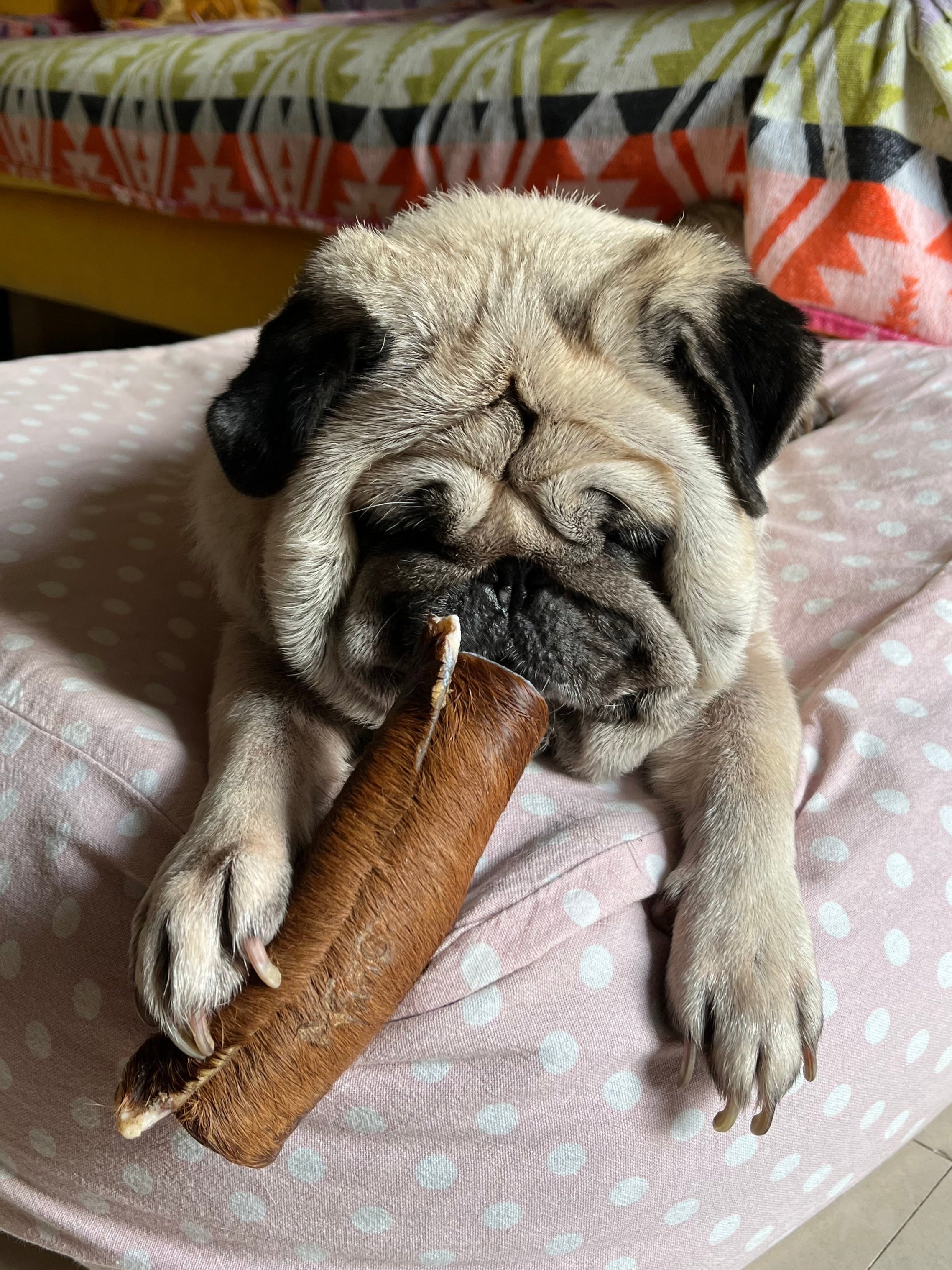 Chew Assortment for Dogs