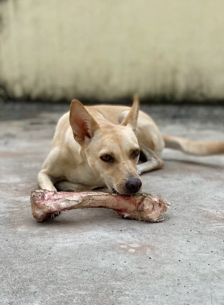 Beef Bones