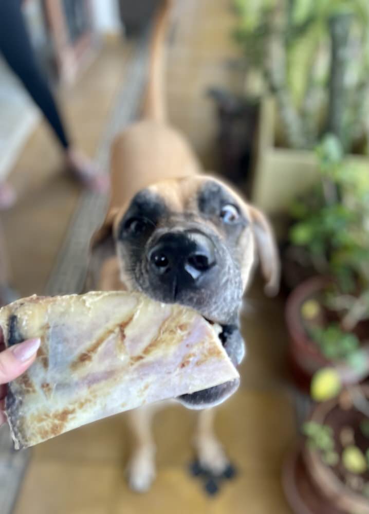 Beef Marrow Bones | Variety of recreational Chews