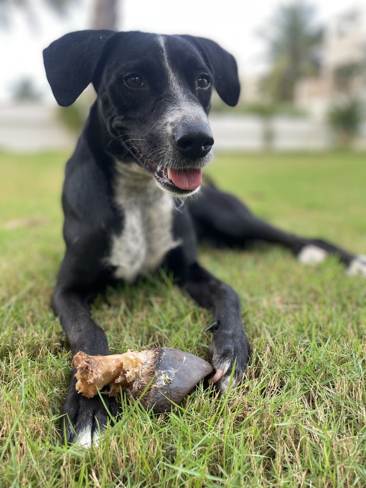 Beef Marrow Bones | Variety of recreational Chews
