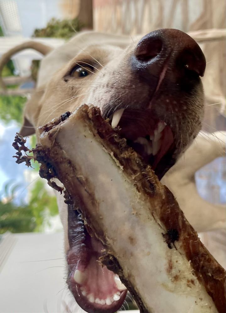 Beef Marrow Bones | Variety of recreational Chews