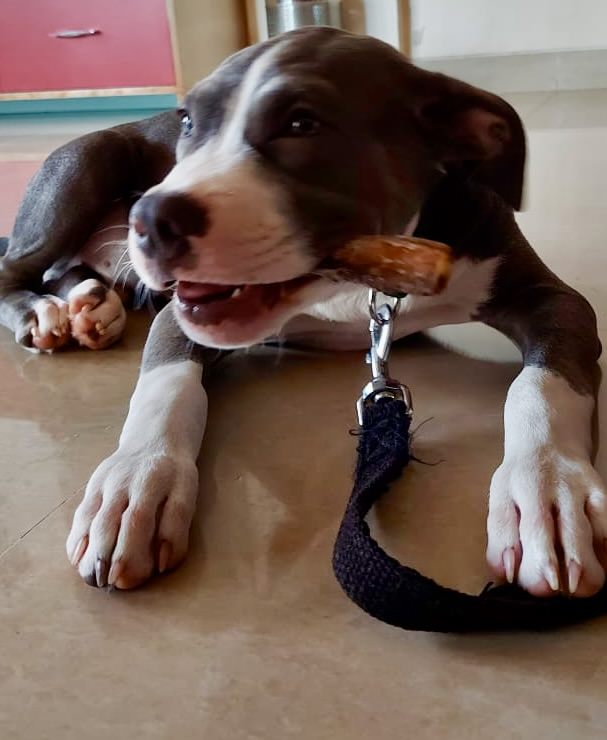 Beef Tendon, Trachea & Pizzle Mix | boneless super combo | rich in collagen