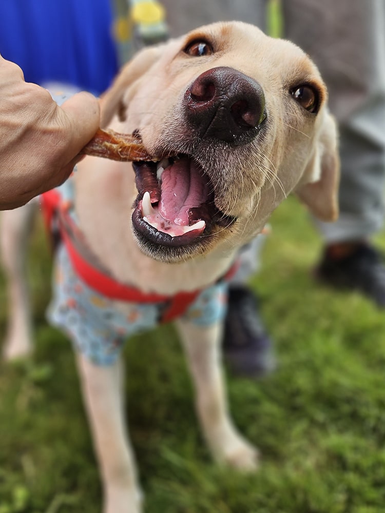 Beef Tendon, Trachea & Pizzle Mix | boneless super combo | rich in collagen