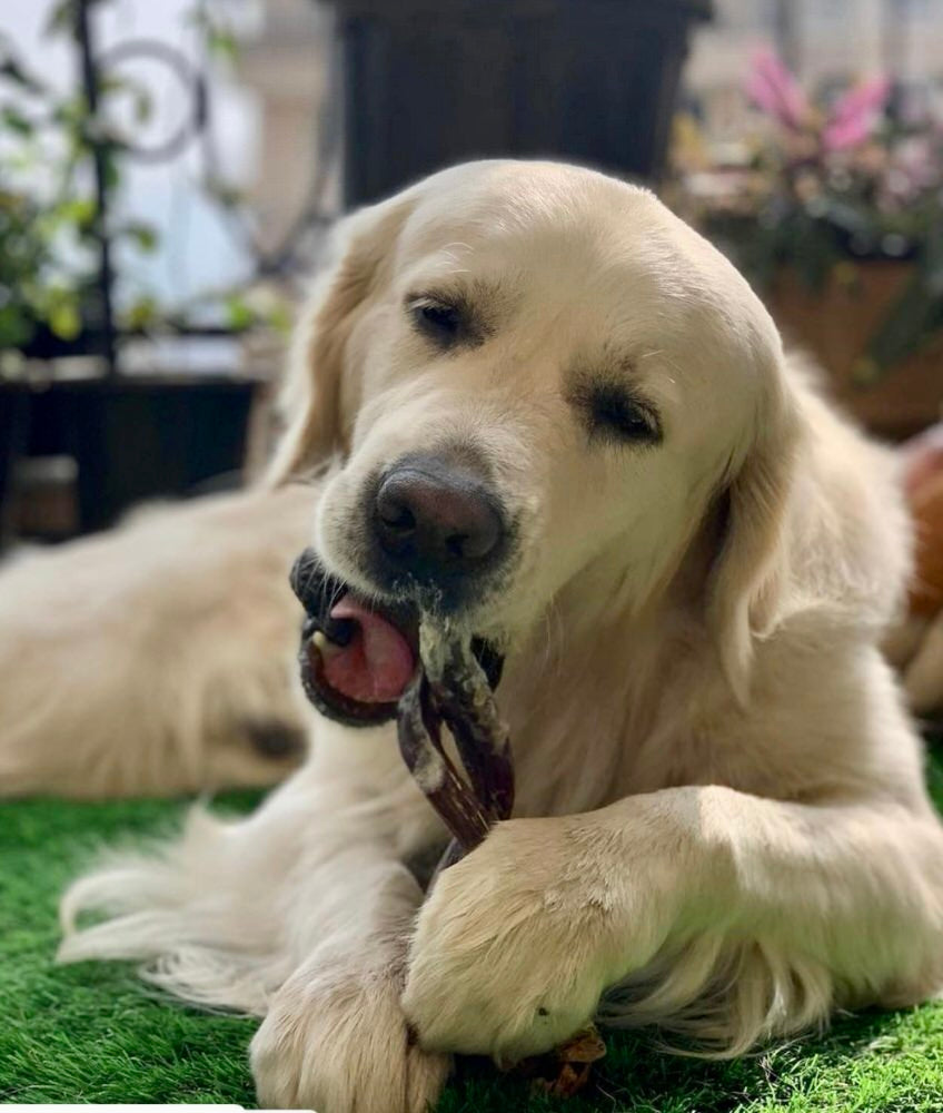 Chews