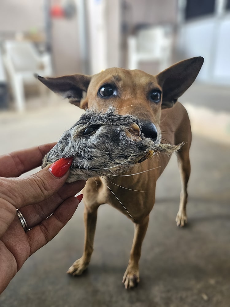 Crunchy Heads