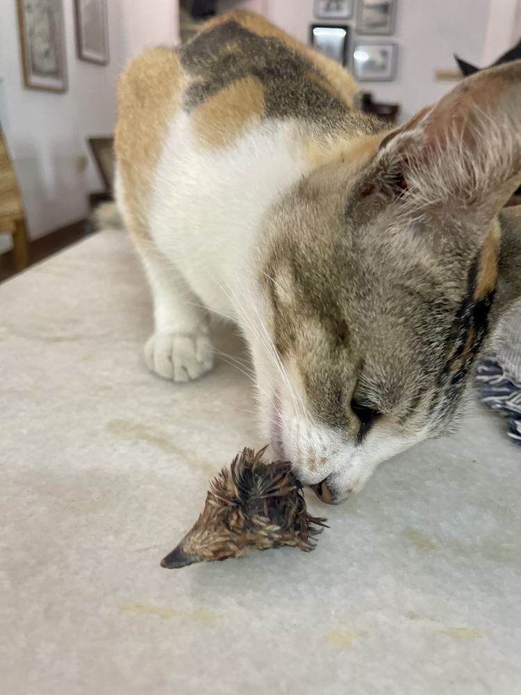 Crunchy Heads