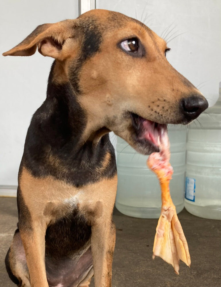 Duck Bones