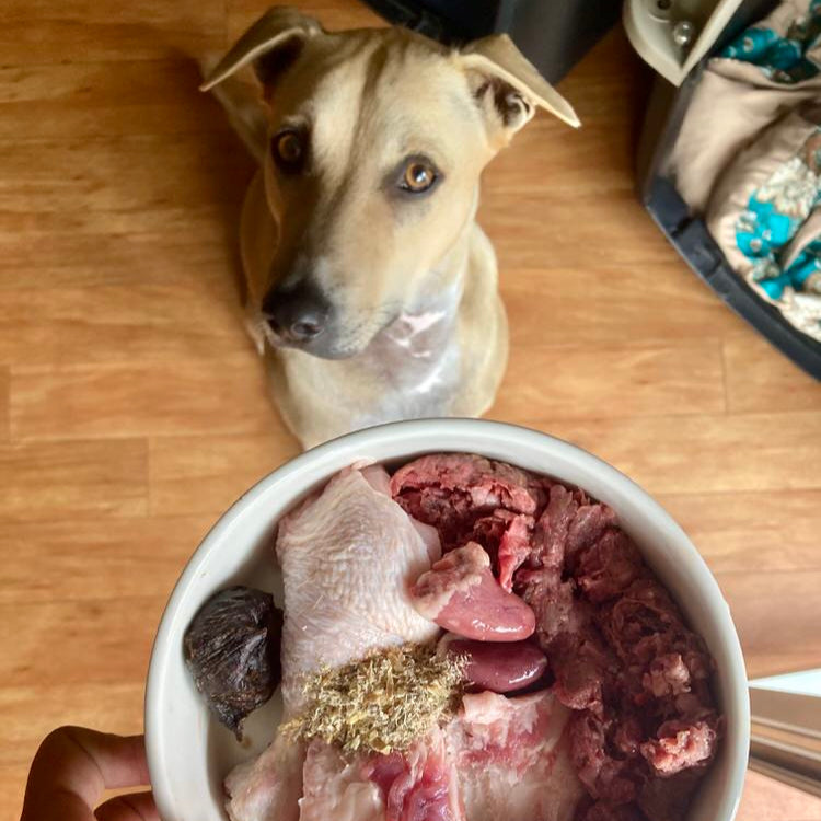 Duck Organs (Variety)