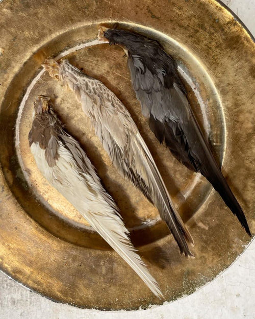 Duck Wingtips