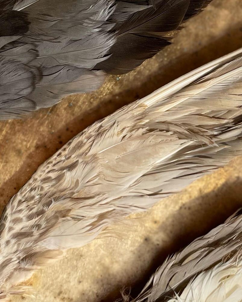Duck Wingtips