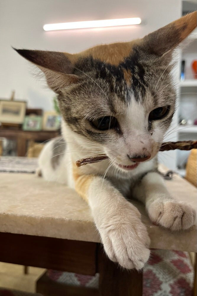 Feline Sampler or Giftbox