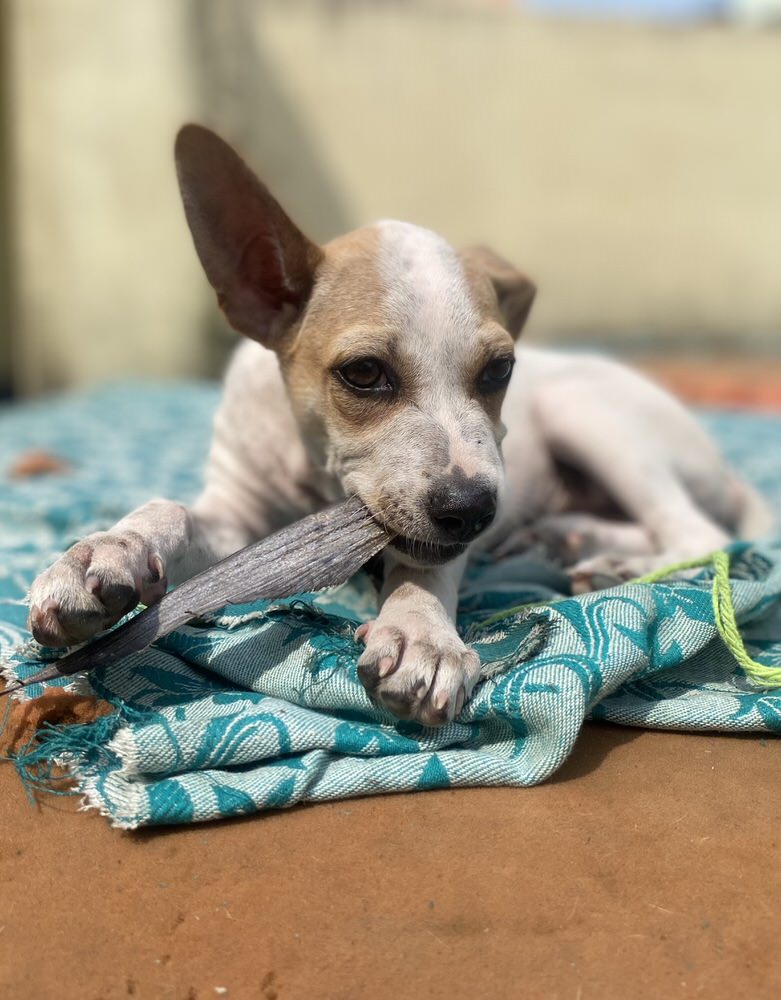 Fish Chewies (Mix of Cartilage, Skin and meaty Chunks)