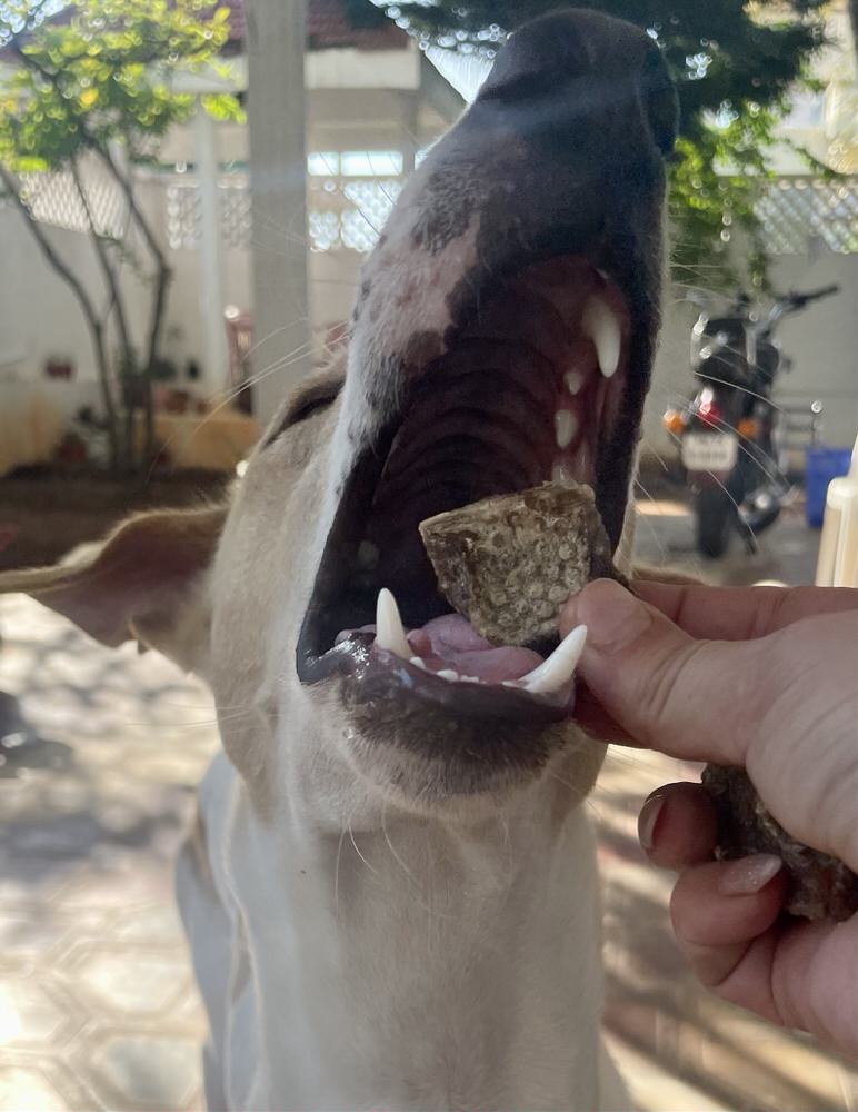 Fish Nuggets - Mini Chews