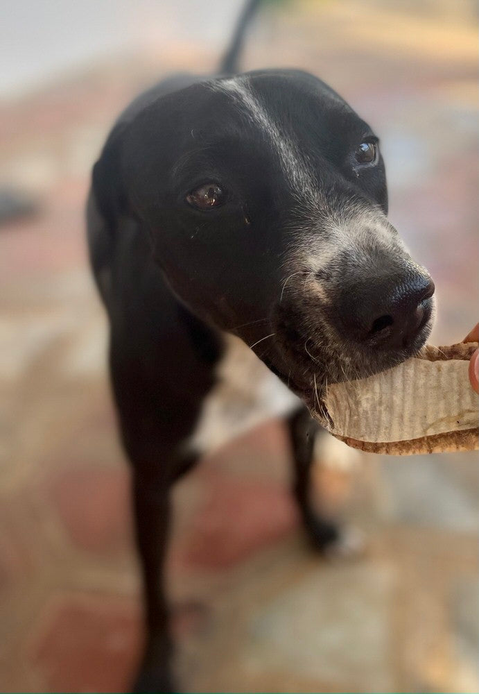 Fish Nuggets - Mini Chews