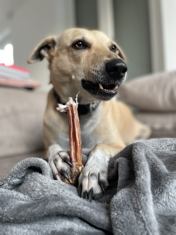 Giftbox - Dog