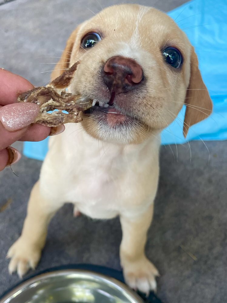 Giftbox - Dog