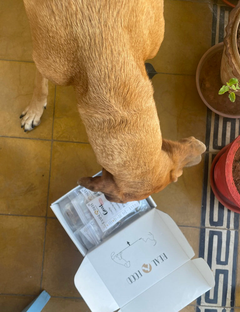 Giftbox - Dog