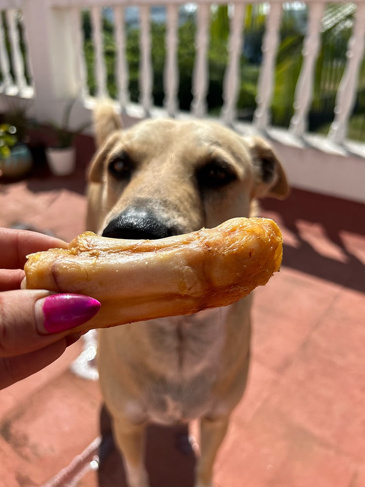 Gold Bars - Pork Chew Bone Pack of 2