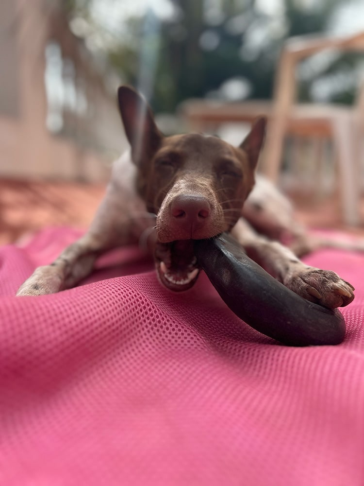 Horn Chew - natural & reusable Toppl / Kong alternative