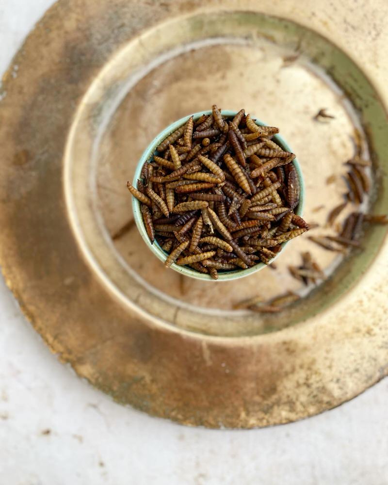 Insect Protein complete Meal & Toppers