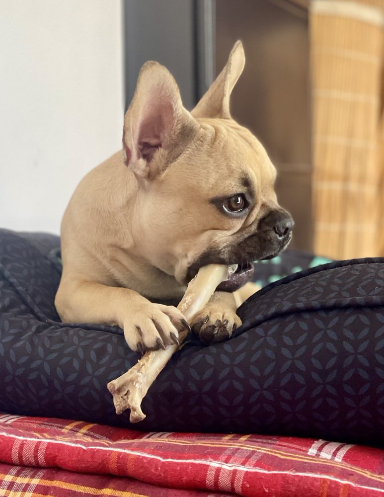 Lamb Shank - Goat Chewbone