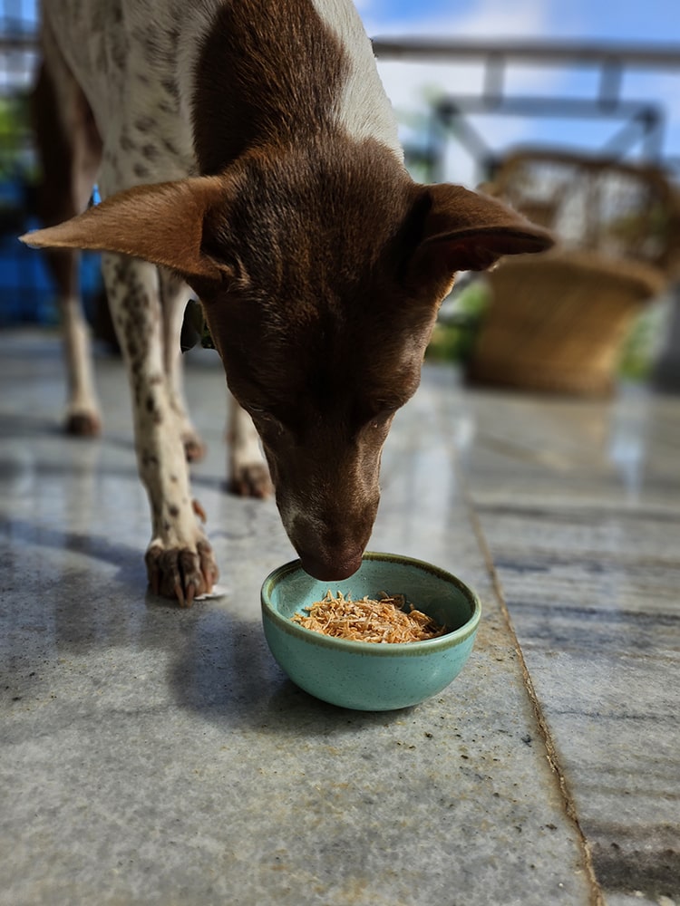 Mini Shrimp training bites for Cats & Dogs