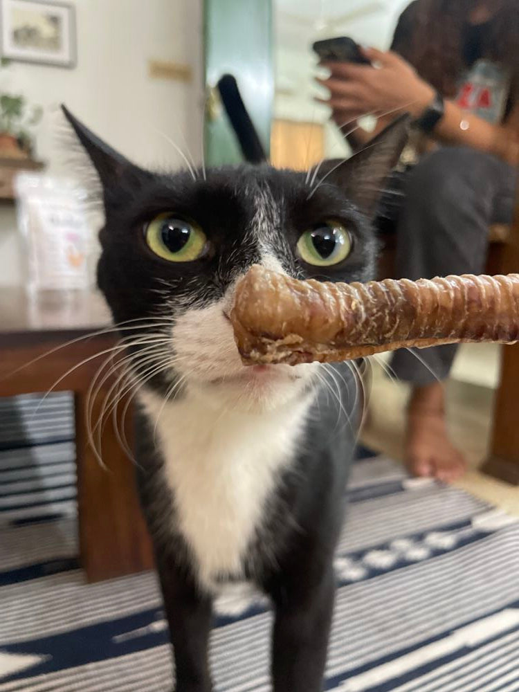 Monthly Chew Selection Box